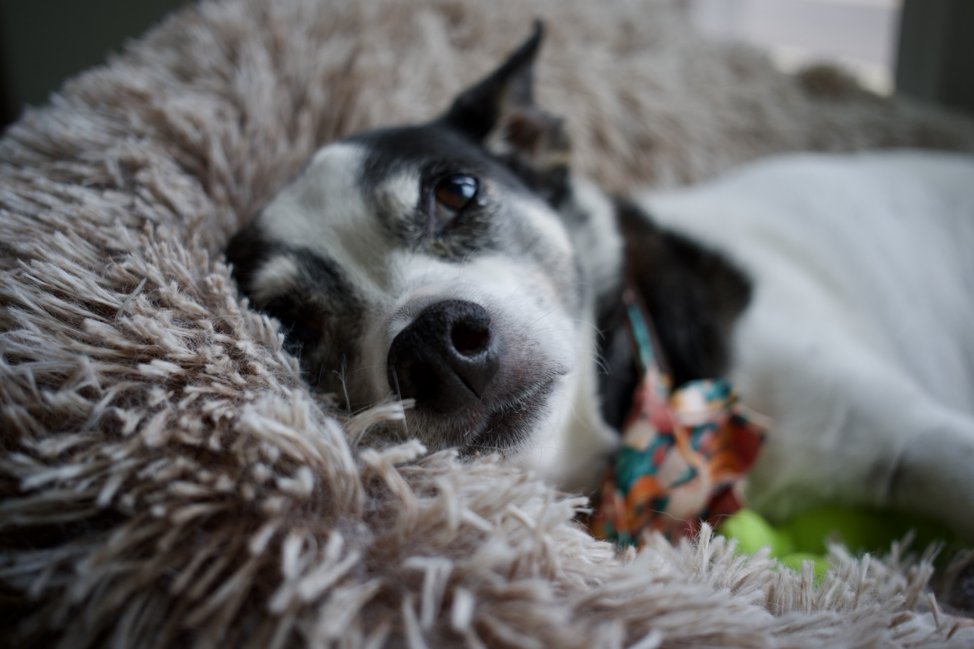 Doggo’s Nap-time 
